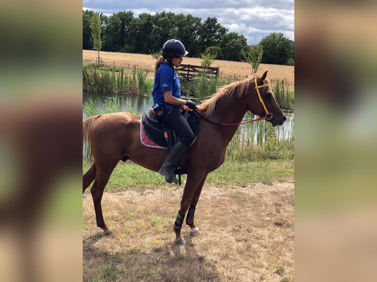 Koń czystej krwi arabskiej Wałach 10 lat 156 cm Kasztanowata in Lörrach