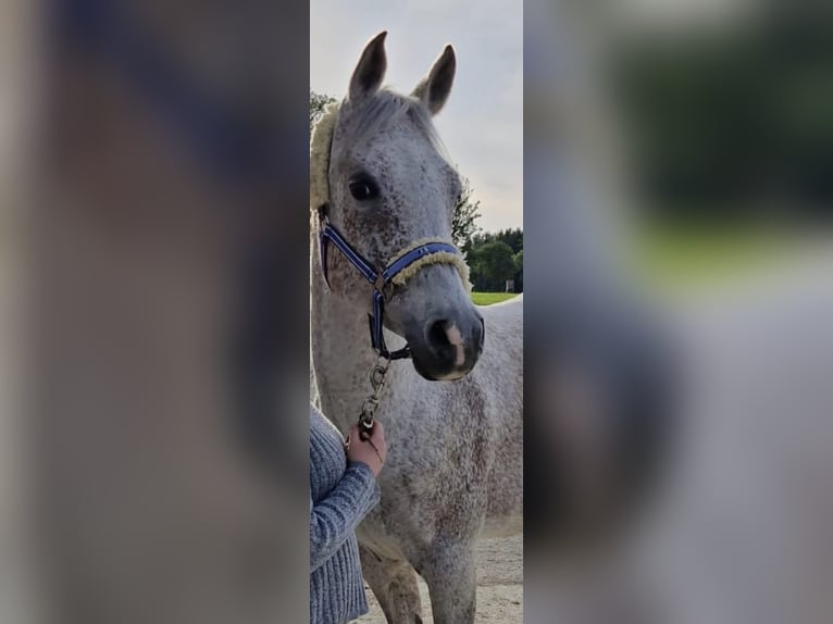 Koń czystej krwi arabskiej Wałach 11 lat 158 cm Siwa w hreczce in Amstetten