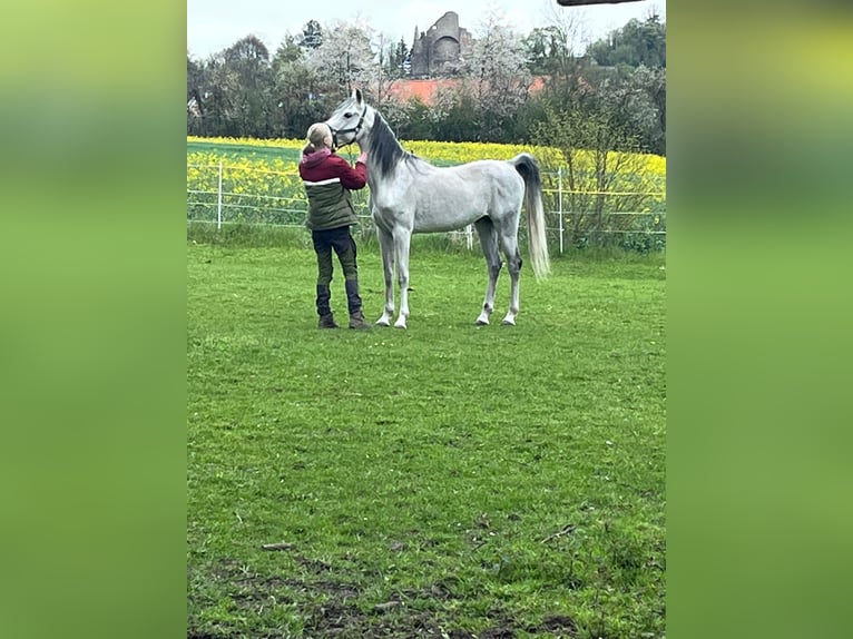 Koń czystej krwi arabskiej Wałach 12 lat 155 cm Karosiwa in Bad Salzuflen