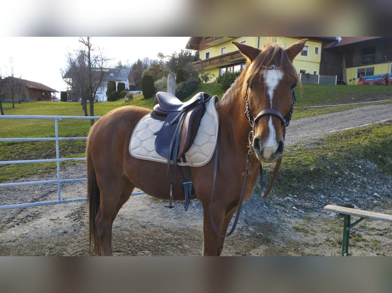 Koń czystej krwi arabskiej Wałach 13 lat 152 cm Kasztanowata in Salzburg