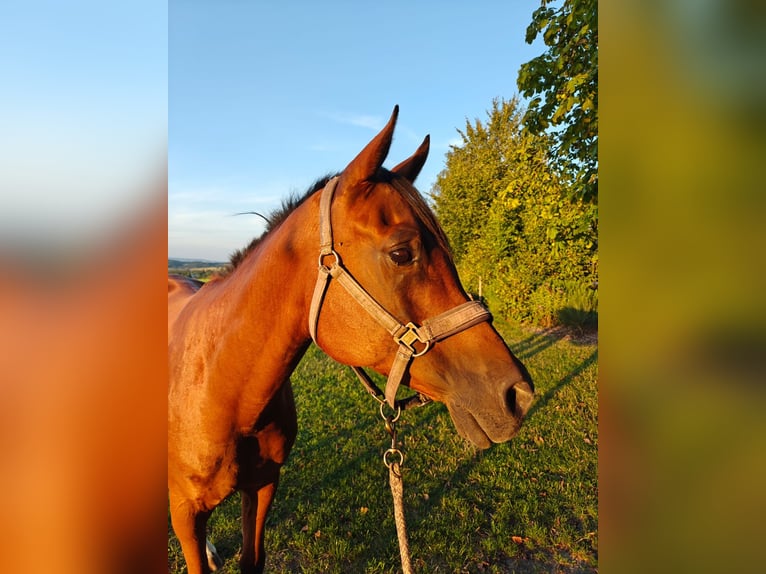 Koń czystej krwi arabskiej Wałach 13 lat 160 cm Gniada in Mank