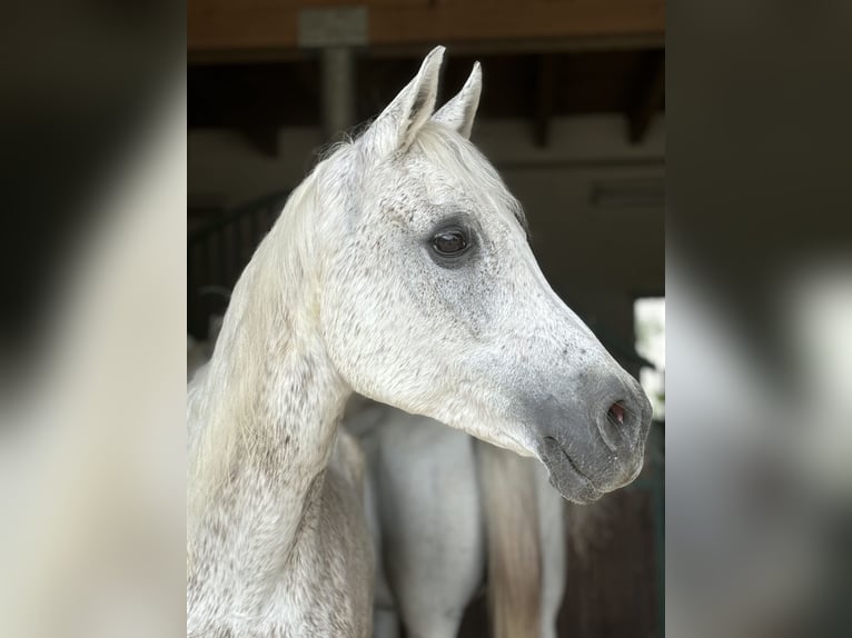 Koń czystej krwi arabskiej Wałach 14 lat 154 cm in Hilchenbach