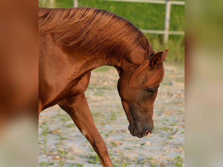 Koń czystej krwi arabskiej Wałach 15 lat 154 cm Kasztanowata in Koprivnica