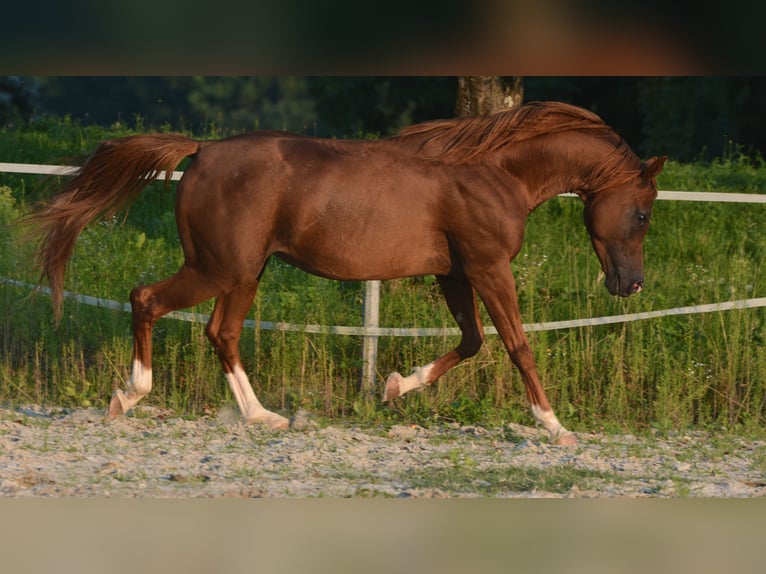 Koń czystej krwi arabskiej Wałach 15 lat 154 cm Kasztanowata in Koprivnica