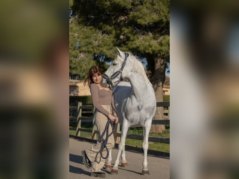 Koń czystej krwi arabskiej Mix Wałach 16 lat 149 cm Siwa w hreczce in Ondara, Alicante