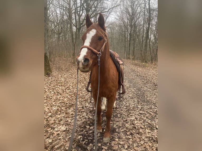 Koń czystej krwi arabskiej Wałach 17 lat 148 cm Kasztanowata in Hammelburg