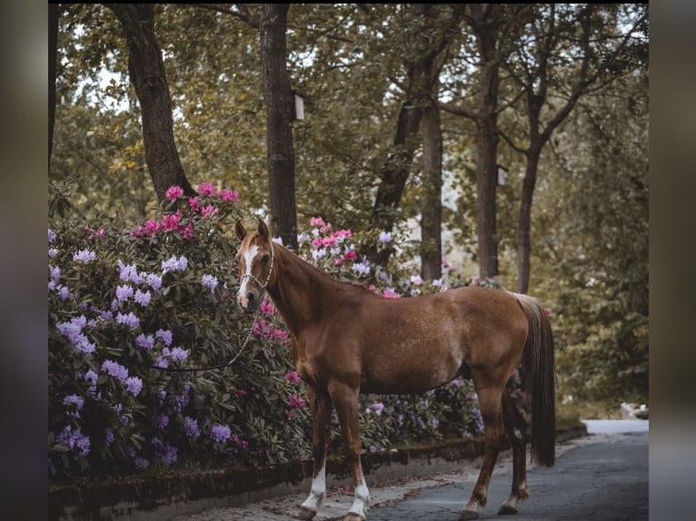 Koń czystej krwi arabskiej Wałach 17 lat 152 cm Rabicano in Nordholz