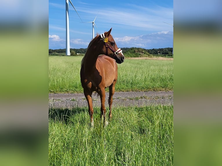 Koń czystej krwi arabskiej Wałach 17 lat 152 cm Rabicano in Nordholz