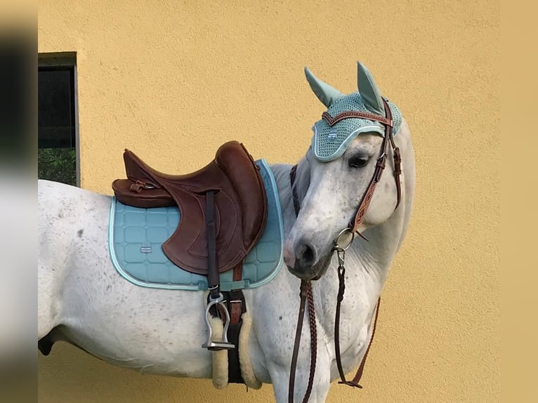 Koń czystej krwi arabskiej Wałach 18 lat 155 cm Siwa w hreczce in Neumarkt