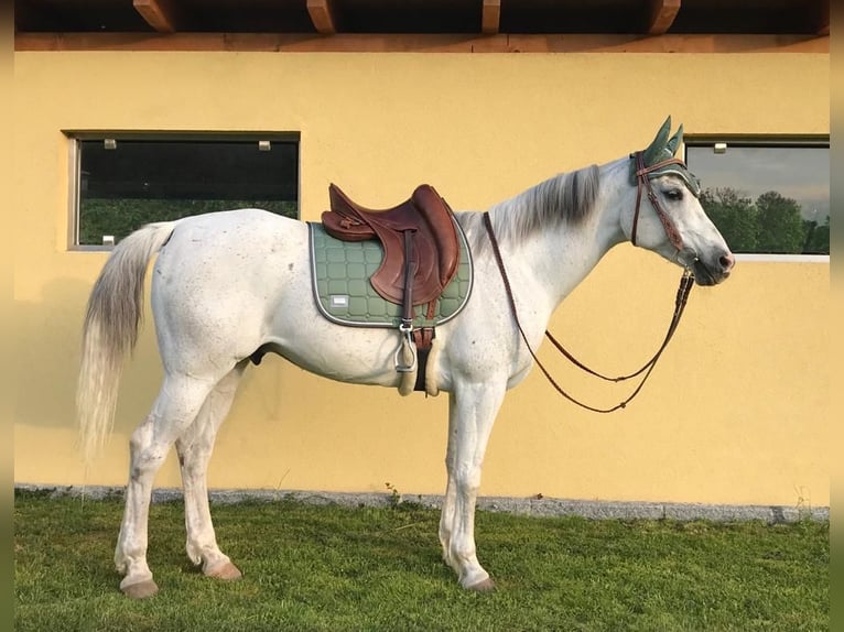 Koń czystej krwi arabskiej Wałach 18 lat 155 cm Siwa w hreczce in Neumarkt