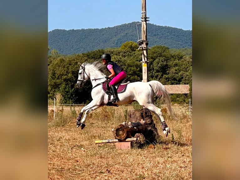 Koń czystej krwi arabskiej Wałach 19 lat 150 cm Siwa in Santa Susanna