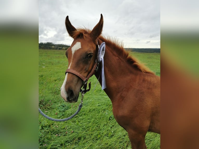 Koń czystej krwi arabskiej Wałach 1 Rok 160 cm Kasztanowata in Harzgerode