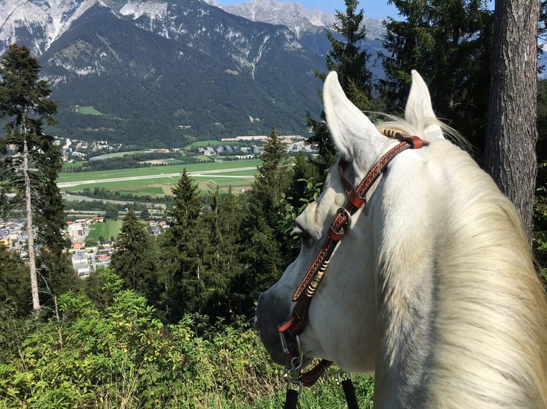 Koń czystej krwi arabskiej Wałach 20 lat 152 cm Siwa in Innsbruck