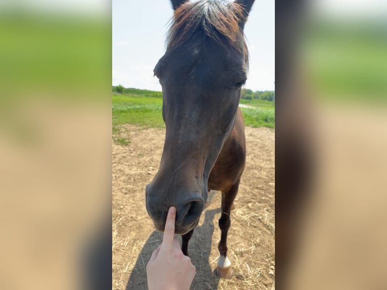 Koń czystej krwi arabskiej Mix Wałach 23 lat 152 cm Gniada in Fort Worth Texas