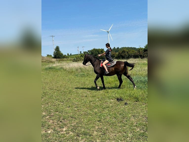 Koń czystej krwi arabskiej Mix Wałach 23 lat 152 cm Gniada in Fort Worth Texas