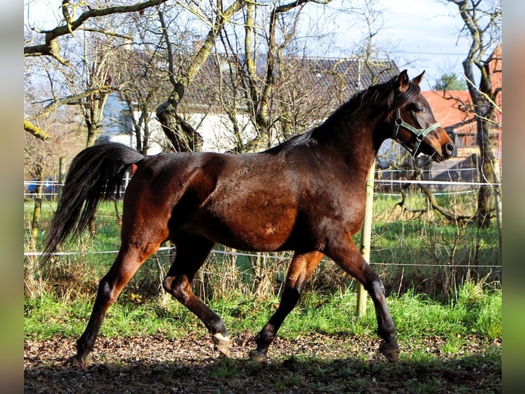 Koń czystej krwi arabskiej Wałach 2 lat 150 cm Ciemnogniada in Reutenbourg