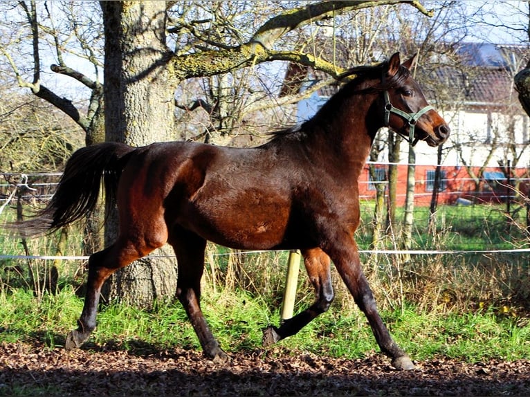 Koń czystej krwi arabskiej Wałach 2 lat 150 cm Ciemnogniada in Reutenbourg