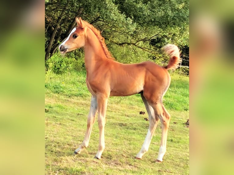 Koń czystej krwi arabskiej Wałach 2 lat 152 cm in Kassel