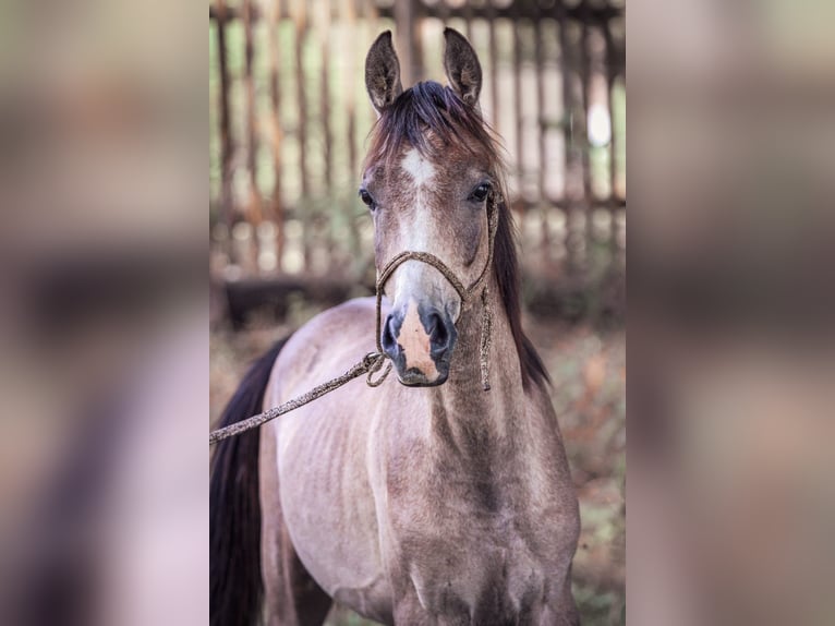 Koń czystej krwi arabskiej Wałach 2 lat 154 cm Siwa jabłkowita in Meinersen