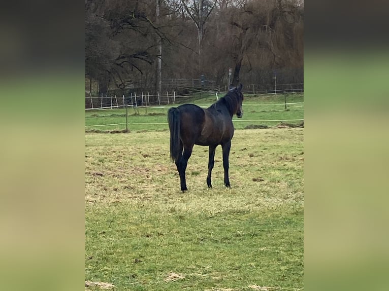 Koń czystej krwi arabskiej Wałach 2 lat 154 cm Siwa in Ammerbuch