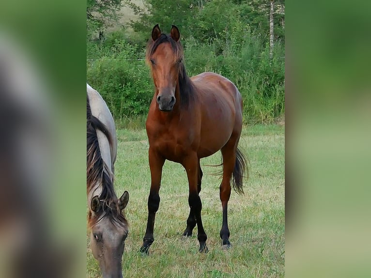 Koń czystej krwi arabskiej Wałach 2 lat 155 cm Gniada in Soucirac