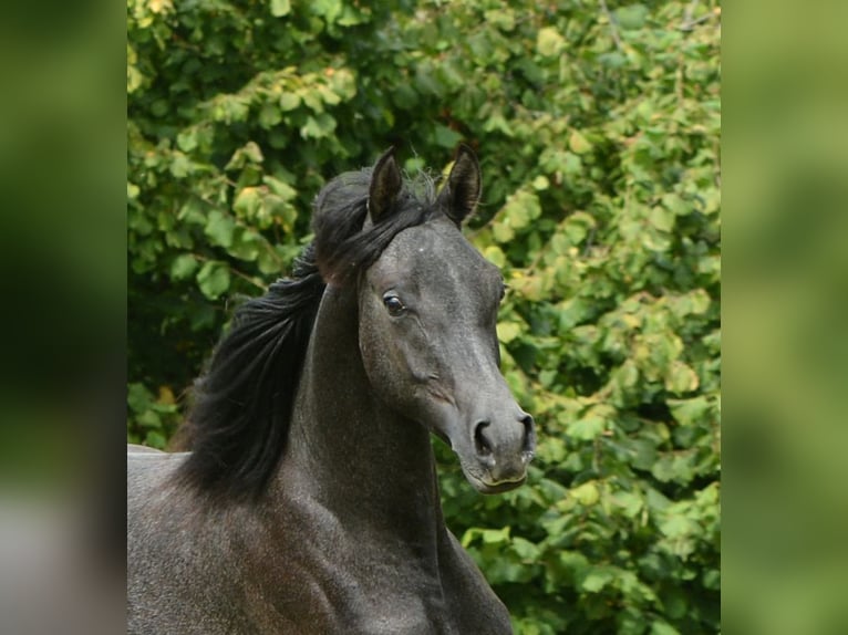 Koń czystej krwi arabskiej Wałach 2 lat 156 cm Siwa in Koprivnica
