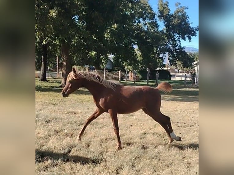 Koń czystej krwi arabskiej Wałach 2 lat Ciemnokasztanowata in La Verkin, Utah