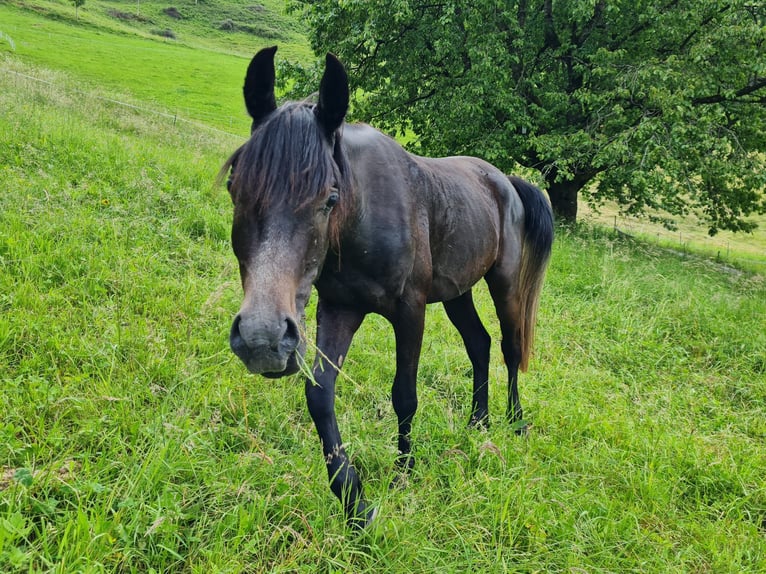 Koń czystej krwi arabskiej Wałach 3 lat 150 cm Siwa in Giswil