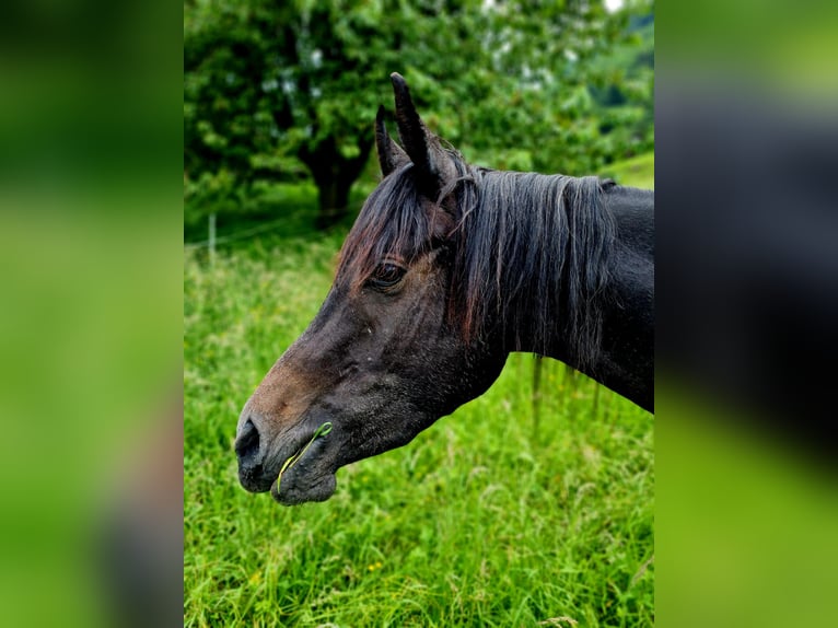 Koń czystej krwi arabskiej Wałach 3 lat 150 cm Siwa in Giswil