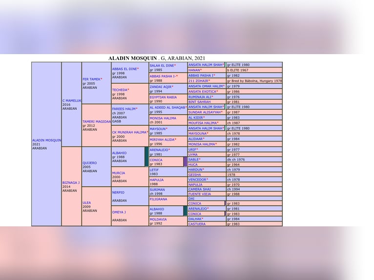 Koń czystej krwi arabskiej Wałach 3 lat 150 cm Siwa in Bonares