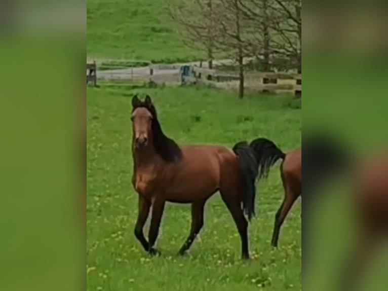 Koń czystej krwi arabskiej Wałach 3 lat 158 cm Gniada in Biebergemünd