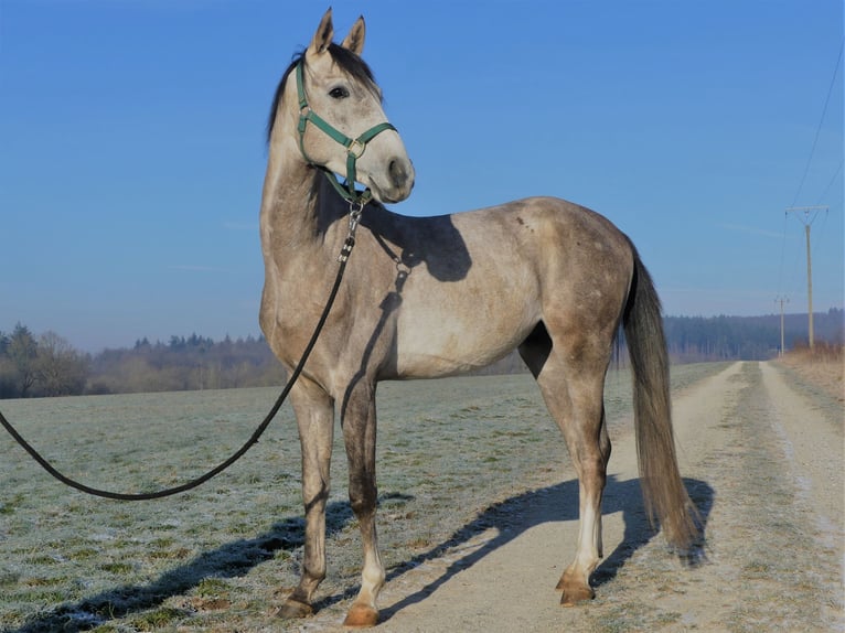 Koń czystej krwi arabskiej Wałach 4 lat 152 cm Siwa in Herzberg am Harz