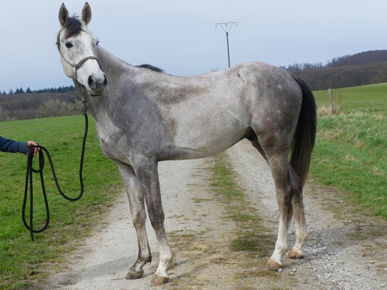 Koń czystej krwi arabskiej Wałach 4 lat 152 cm Siwa in Herzberg am Harz