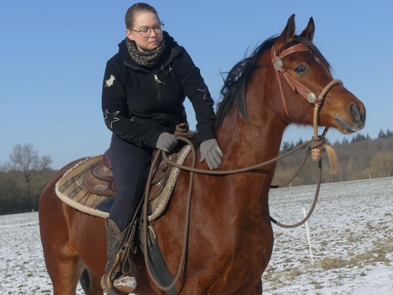 Koń czystej krwi arabskiej Wałach 4 lat 154 cm Gniada in Herzberg am Harz