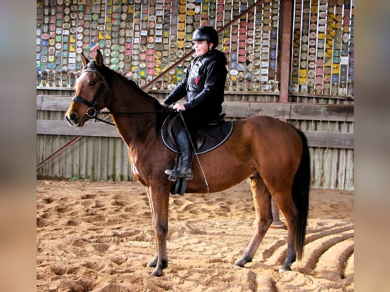 Koń czystej krwi arabskiej Wałach 4 lat 155 cm Gniada in Kehl