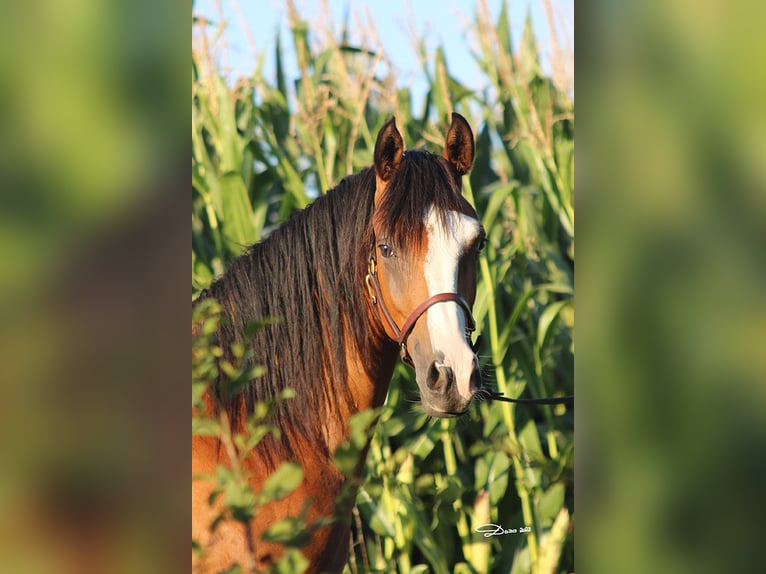 Koń czystej krwi arabskiej Wałach 4 lat 155 cm Gniada in Niederthalheim