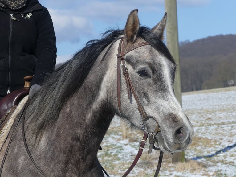 Koń czystej krwi arabskiej Wałach 4 lat 156 cm Siwa in Herzberg am Harz