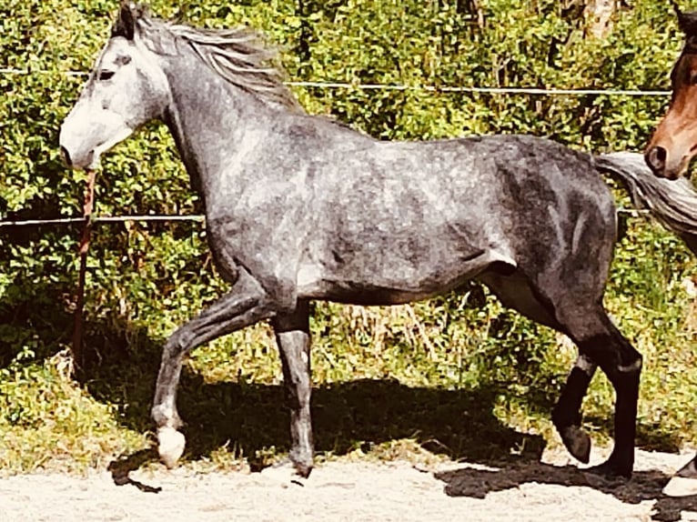Koń czystej krwi arabskiej Wałach 4 lat 158 cm Siwa jabłkowita in Prien am Chiemsee