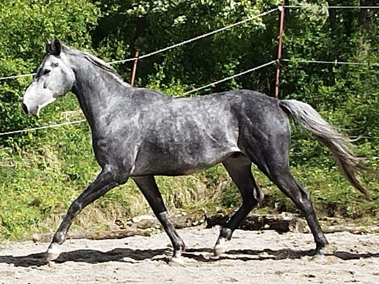 Koń czystej krwi arabskiej Wałach 4 lat 158 cm Siwa jabłkowita in Prien am Chiemsee