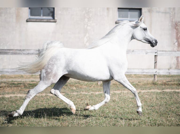 Koń czystej krwi arabskiej Wałach 4 lat 158 cm Siwa in DUN LE PALESTEL