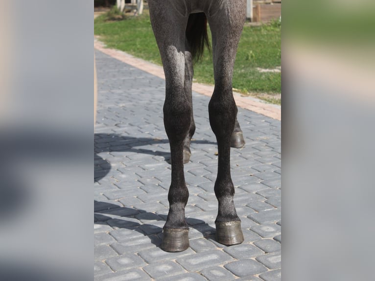 Koń czystej krwi arabskiej Wałach 4 lat 160 cm Siwa in santok