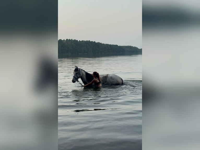 Koń czystej krwi arabskiej Wałach 4 lat 160 cm Siwa in santok