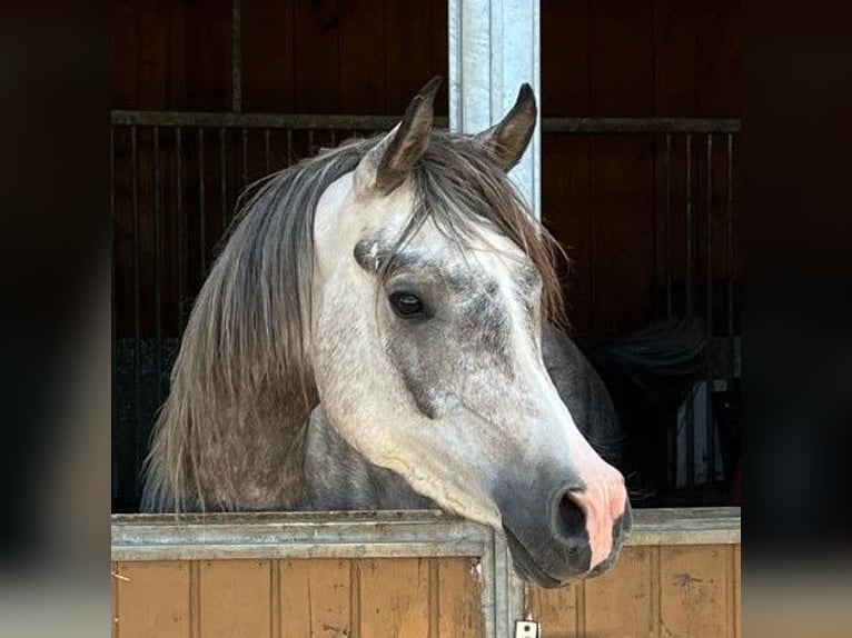 Koń czystej krwi arabskiej Wałach 4 lat 162 cm Siwa in Peißenberg