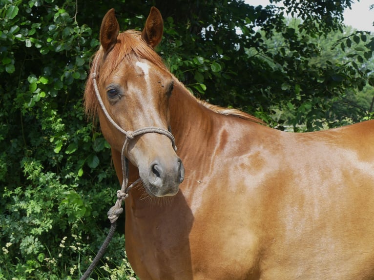 Koń czystej krwi arabskiej Wałach 5 lat 152 cm Kasztanowata in Herzberg am Harz