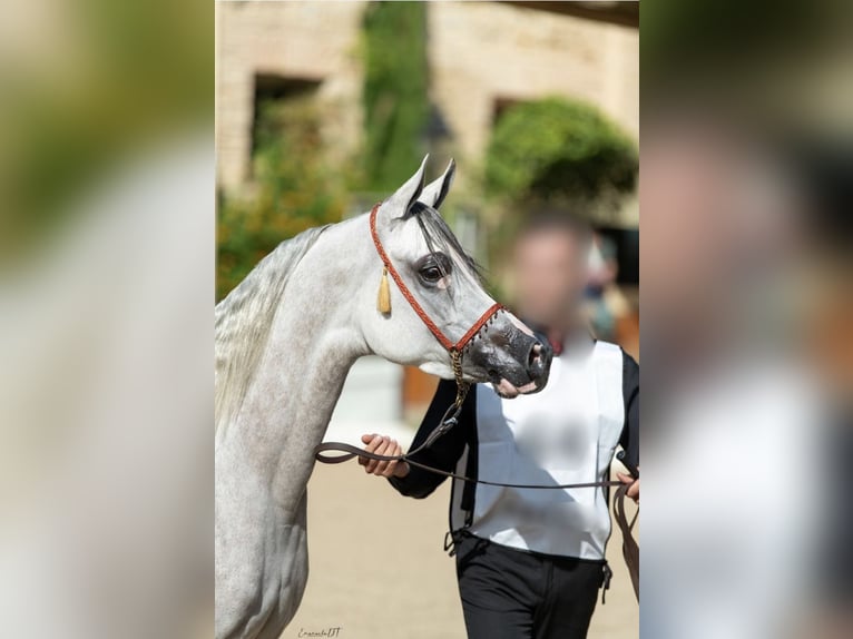 Koń czystej krwi arabskiej Wałach 5 lat 153 cm in Los Palacios y Villafranca, Sevilla