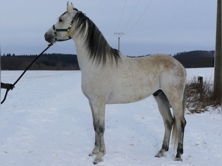 Koń czystej krwi arabskiej Wałach 5 lat 154 cm Siwa in Herzberg am Harz