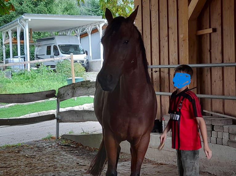 Koń czystej krwi arabskiej Wałach 5 lat 155 cm Gniada in Weilen unter den Rinnen