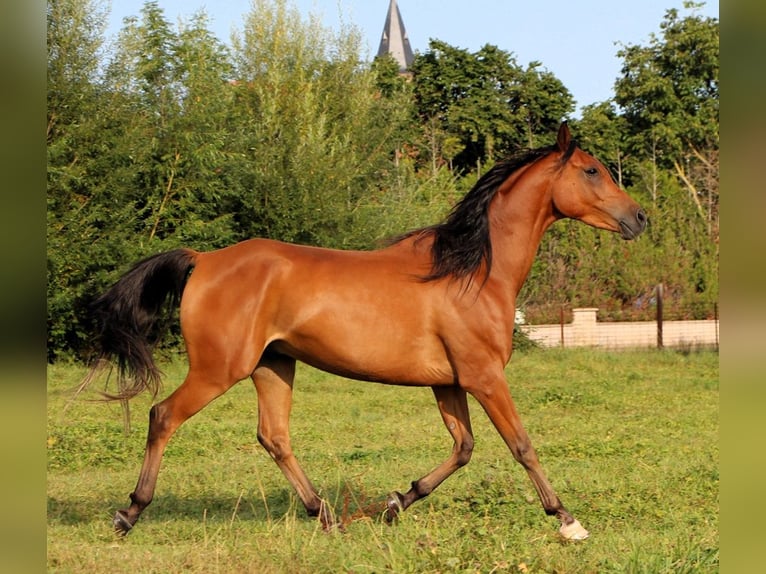 Koń czystej krwi arabskiej Wałach 5 lat 155 cm Gniada in Kehl