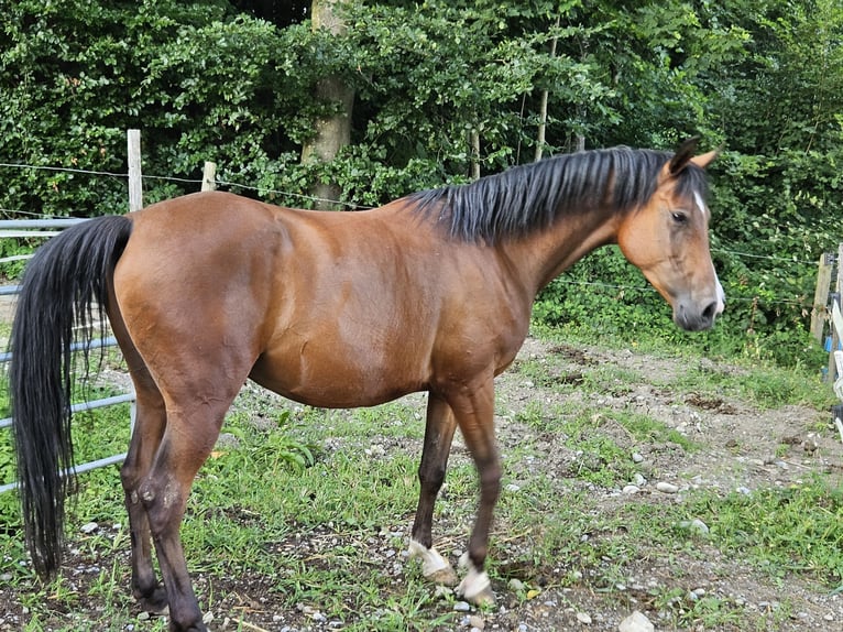 Koń czystej krwi arabskiej Wałach 6 lat 147 cm Gniada in Winterthur