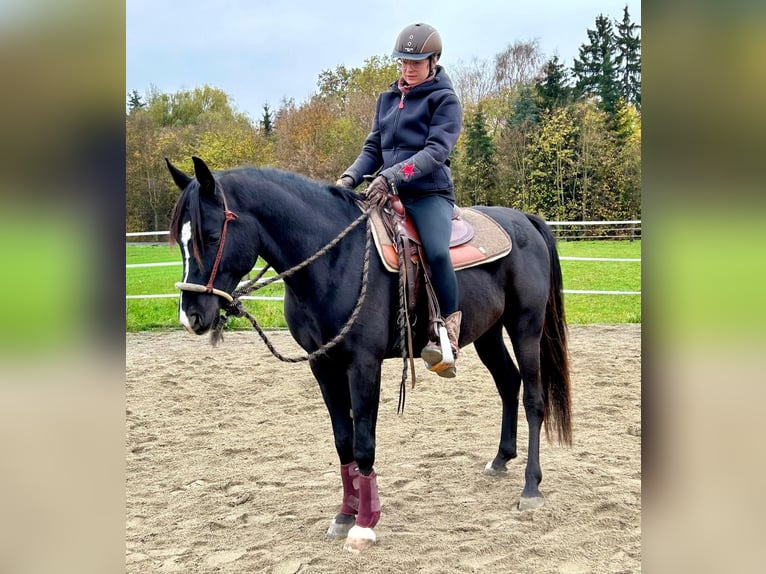 Koń czystej krwi arabskiej Wałach 6 lat 151 cm Kara in Neuburg an der Donau